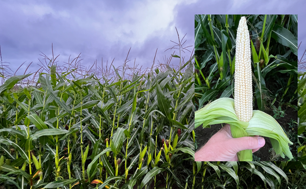 A corn field and a closeup of an ear of corn pealed and held by a hand.